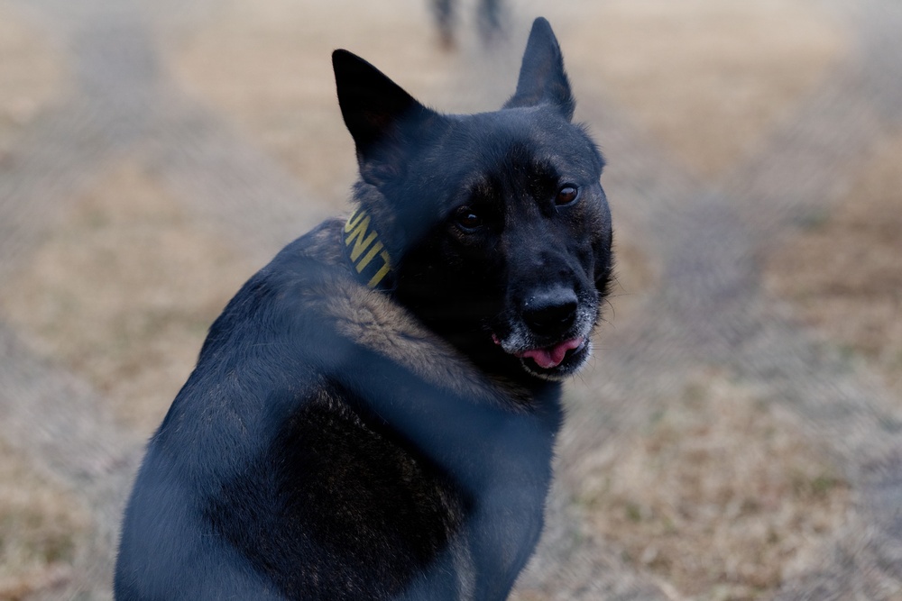 Military Working Dogs with the U.S. Army Military District of Washington