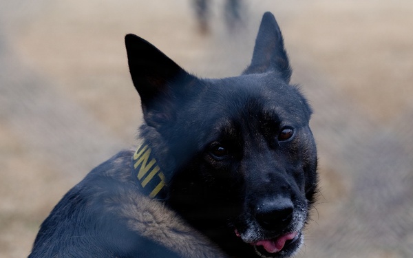 Military Working Dogs with the U.S. Army Military District of Washington