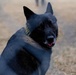 Military Working Dogs with the U.S. Army Military District of Washington