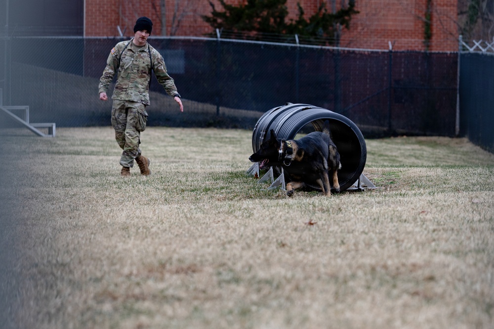 Military Working Dogs with the U.S. Army Military District of Washington