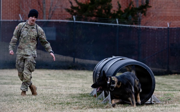 Military Working Dogs with the U.S. Army Military District of Washington