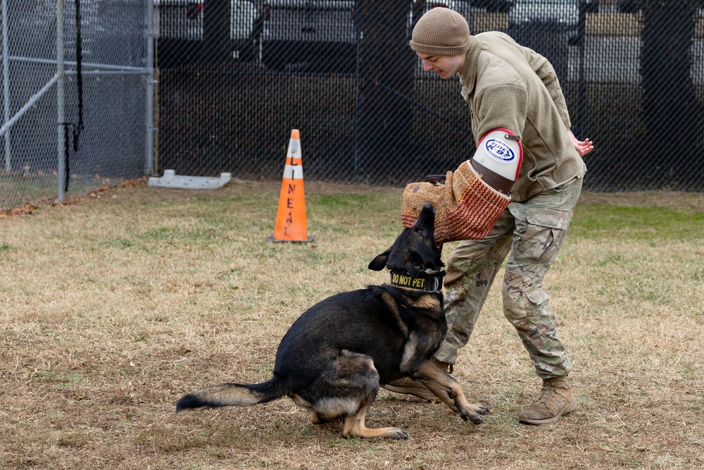 Military Working Dogs with the U.S. Army Military District of Washington