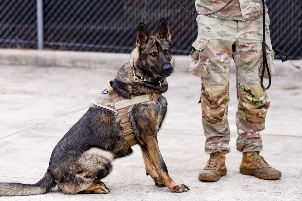 Military Working Dogs with the U.S. Army Military District of Washington
