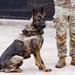 Military Working Dogs with the U.S. Army Military District of Washington
