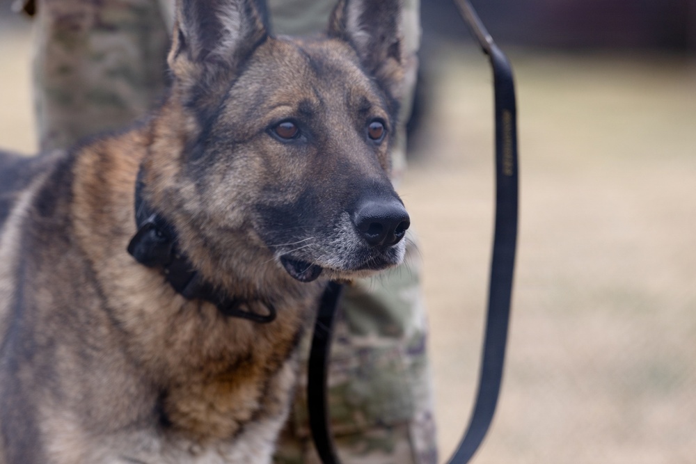 Military Working Dogs with the U.S. Army Military District of Washington