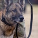 Military Working Dogs with the U.S. Army Military District of Washington