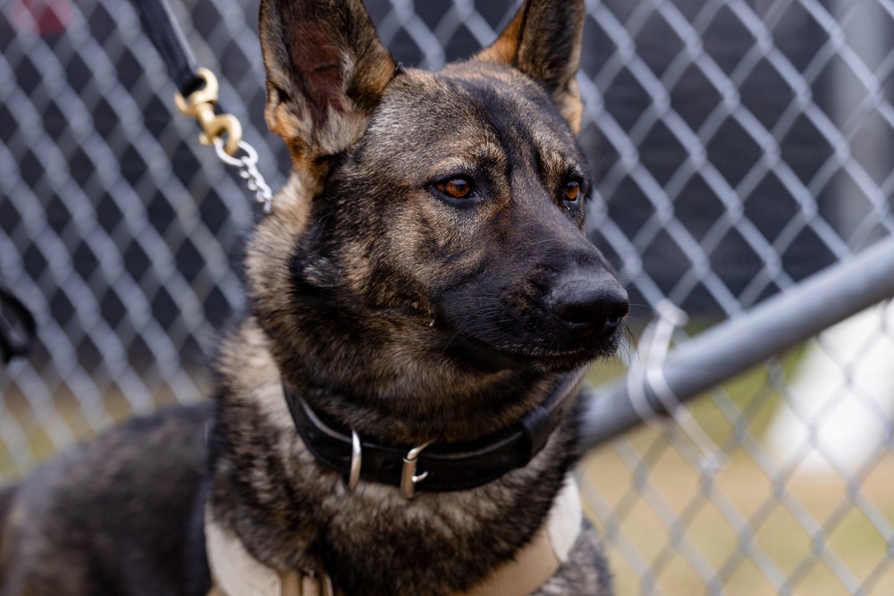Military Working Dogs with the U.S. Army Military District of Washington
