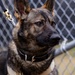 Military Working Dogs with the U.S. Army Military District of Washington