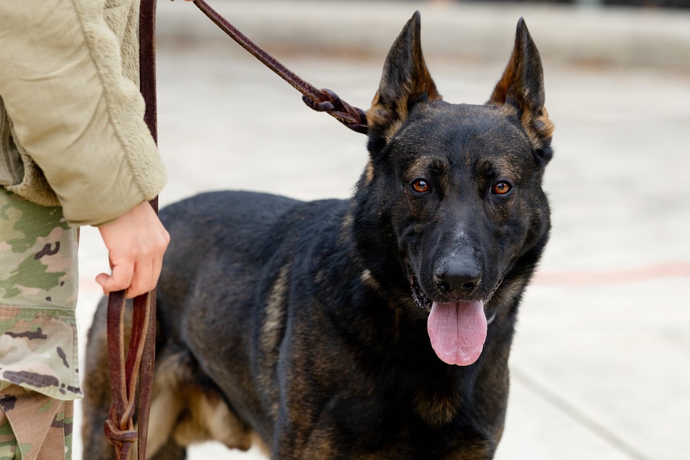 Military Working Dogs with the U.S. Army Military District of Washington