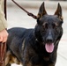 Military Working Dogs with the U.S. Army Military District of Washington