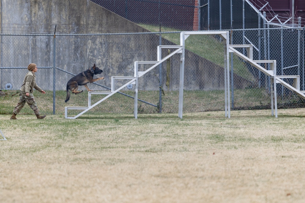 Military Working Dogs with the U.S. Army Military District of Washington