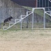 Military Working Dogs with the U.S. Army Military District of Washington