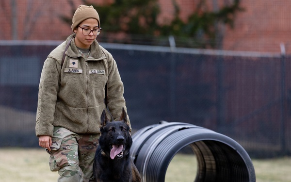 Military Working Dogs with the U.S. Army Military District of Washington