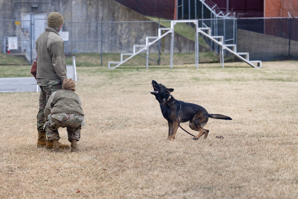 Military Working Dogs with the U.S. Army Military District of Washington