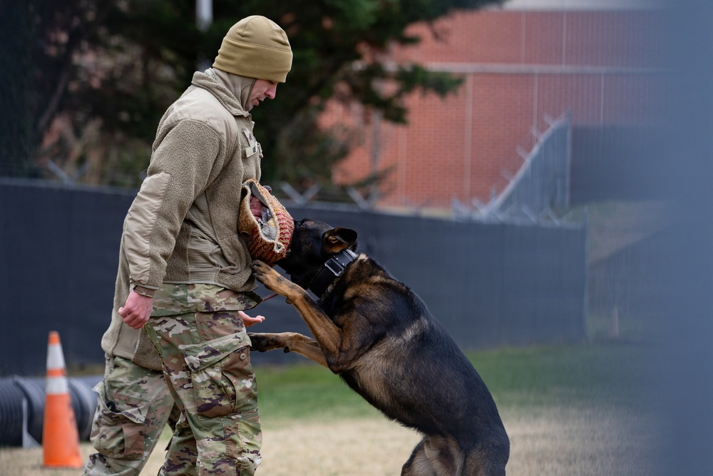 Military Working Dogs with the U.S. Army Military District of Washington