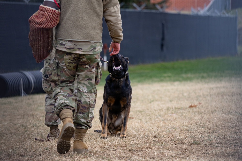 Military Working Dogs with the U.S. Army Military District of Washington