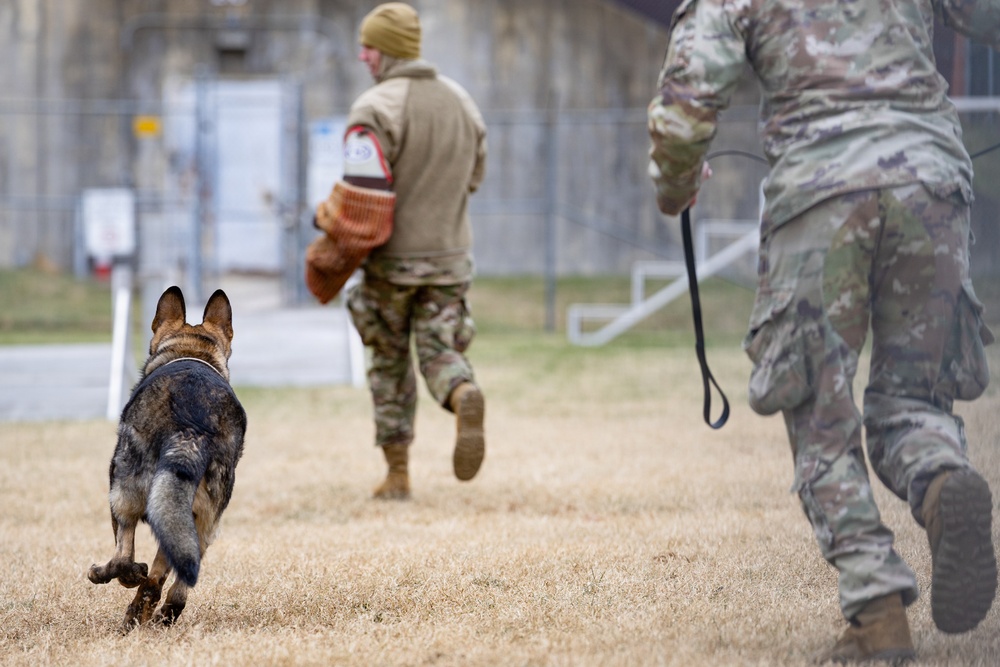 Military Working Dogs with the U.S. Army Military District of Washington