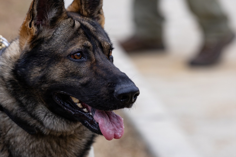 Military Working Dogs with the U.S. Army Military District of Washington