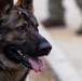 Military Working Dogs with the U.S. Army Military District of Washington