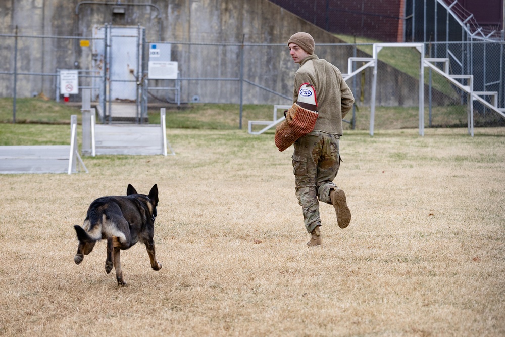 Military Working Dogs with the U.S. Army Military District of Washington