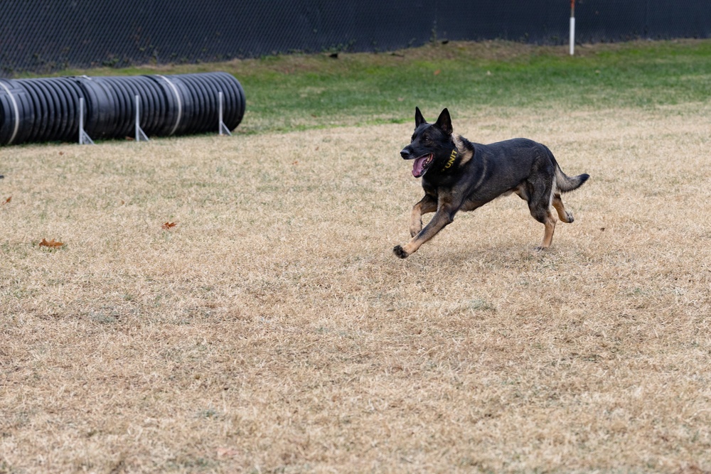 Military Working Dogs with the U.S. Army Military District of Washington
