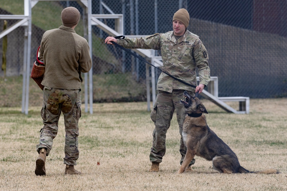 Military Working Dogs with the U.S. Army Military District of Washington
