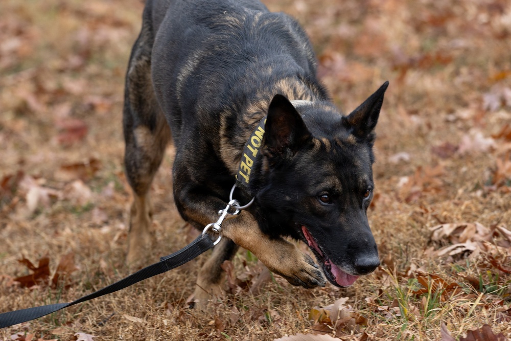 Military Working Dogs with the U.S. Army Military District of Washington