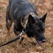 Military Working Dogs with the U.S. Army Military District of Washington