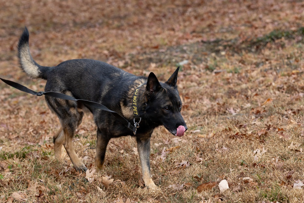 Military Working Dogs with the U.S. Army Military District of Washington