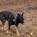 Military Working Dogs with the U.S. Army Military District of Washington