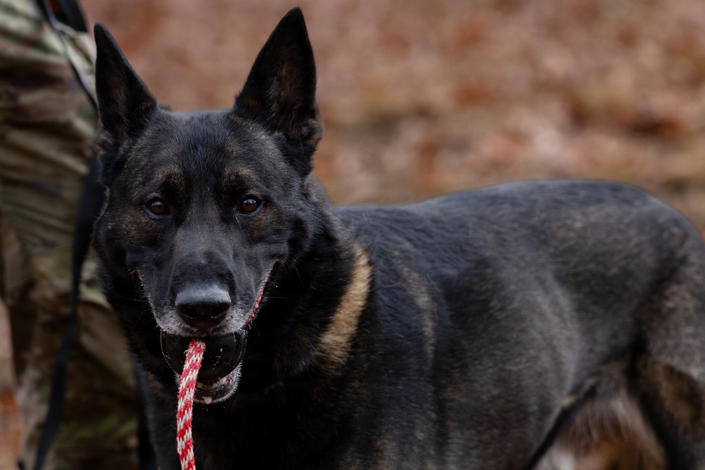 Military Working Dogs with the U.S. Army Military District of Washington