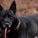 Military Working Dogs with the U.S. Army Military District of Washington