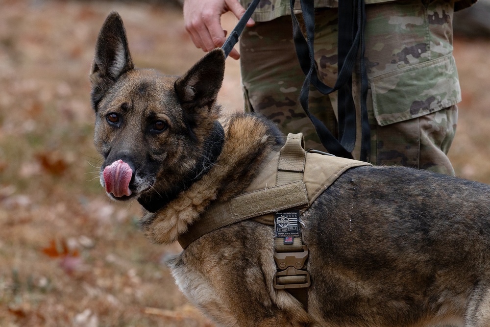 Military Working Dogs with the U.S. Army Military District of Washington