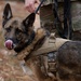 Military Working Dogs with the U.S. Army Military District of Washington