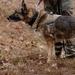 Military Working Dogs with the U.S. Army Military District of Washington