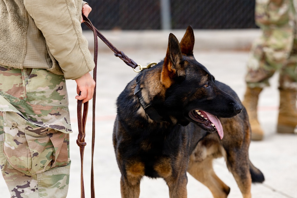 Military Working Dogs with the U.S. Army Military District of Washington