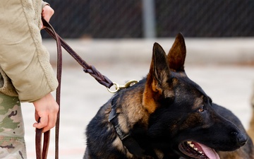 Military Working Dogs with the U.S. Army Military District of Washington