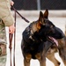 Military Working Dogs with the U.S. Army Military District of Washington