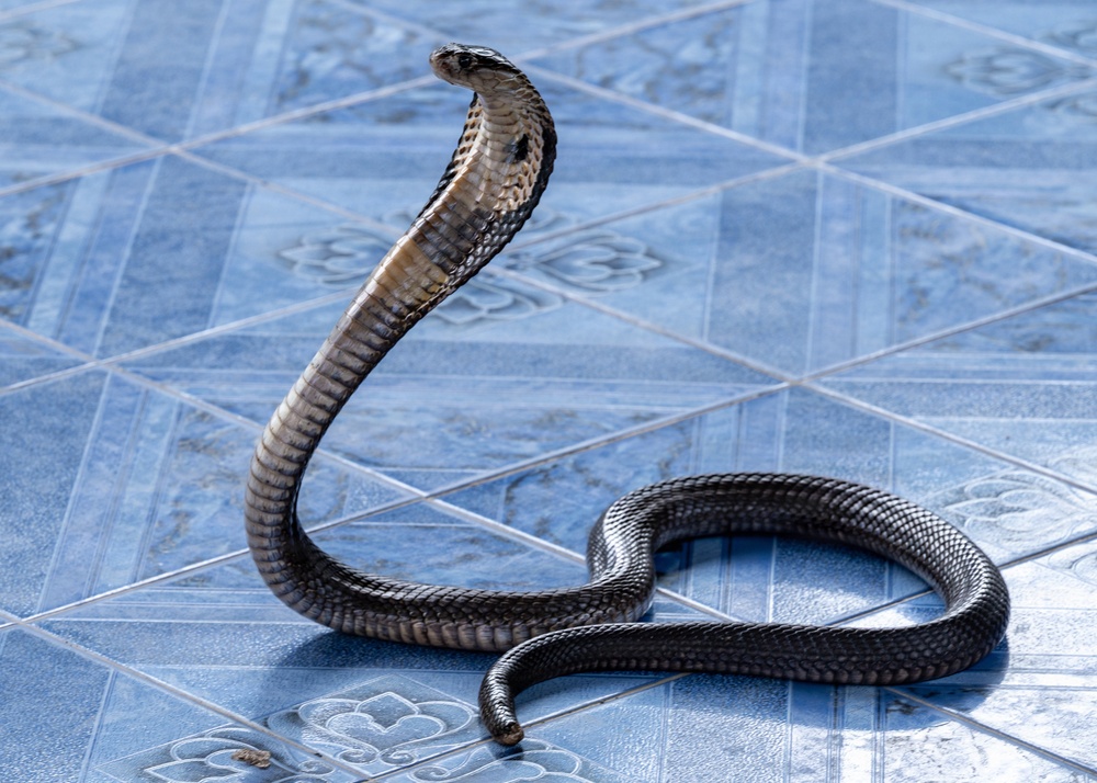 Students receive snake safety brief during Cobra Gold 45