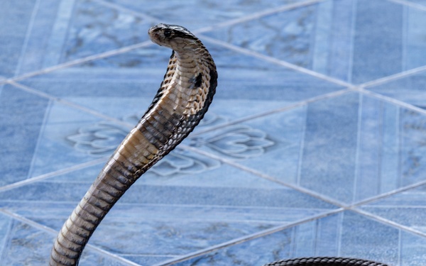 Students receive snake safety brief during Cobra Gold 45
