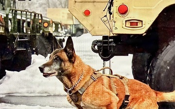 K9 Veterans Day