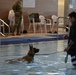 Military Working Dogs Take to the Water in Unique Training Event