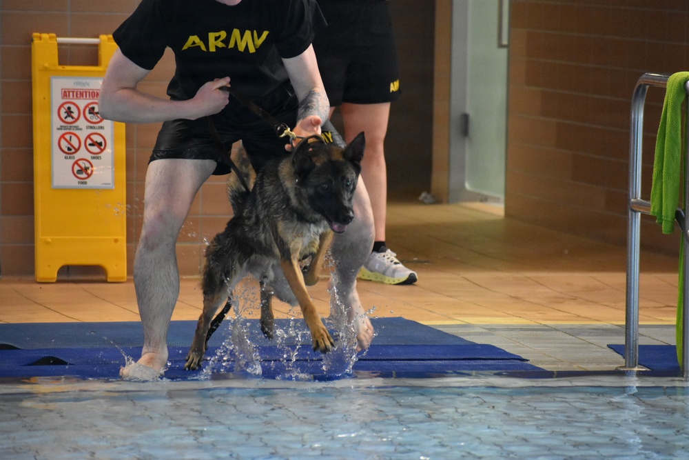 Military Working Dogs Take to the Water in Unique Training Event