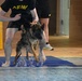 Military Working Dogs Take to the Water in Unique Training Event