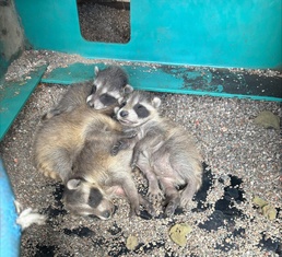 Avoid wild goose chase with wildlife