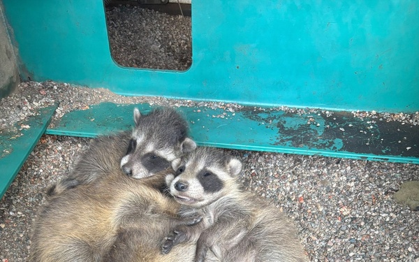 Avoid wild goose chase with wildlife