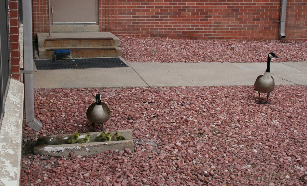 Avoid wild goose chase with wildlife