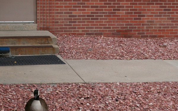 Avoid wild goose chase with wildlife