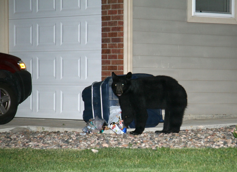 Avoid wild goose chase with wildlife