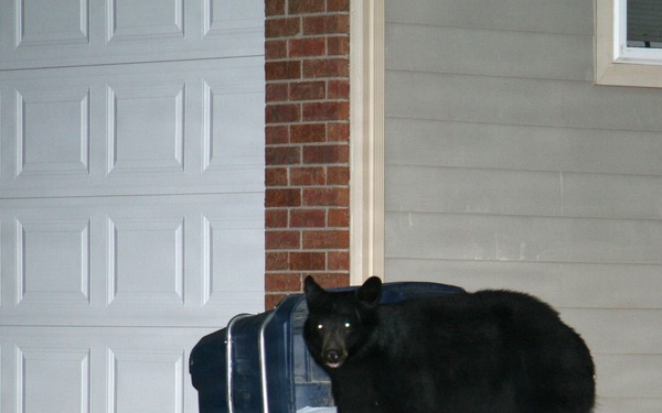 Avoid wild goose chase with wildlife